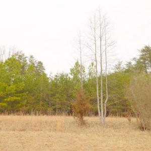 Photo #17 of 3364 NC Highway 66, Westfield, NC 17.5 acres