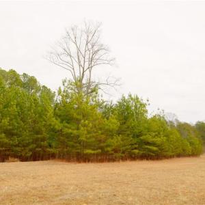 Photo #9 of 3364 NC Highway 66, Westfield, NC 17.7 acres