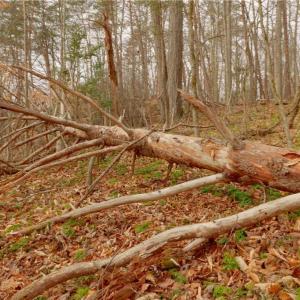 Photo #16 of 3361 NC Highway 66, Westfield, NC 28.8 acres