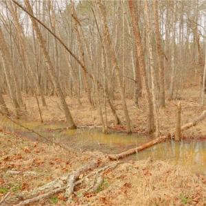 Photo #17 of 3361 NC Highway 66, Westfield, NC 32.4 acres
