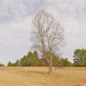 Photo #1 of 3361 NC Highway 66, Westfield, NC 32.4 acres