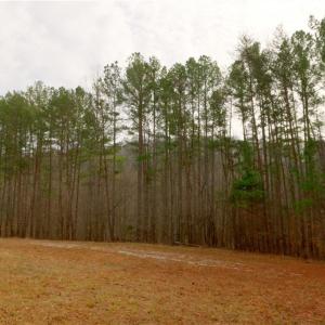 Photo #14 of 3361 NC Highway 66, Westfield, NC 32.4 acres