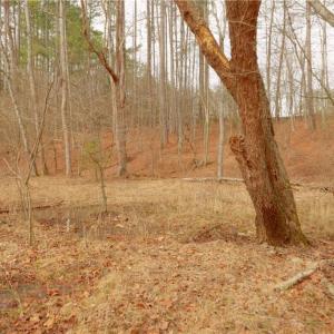 Photo #18 of 3361 NC Highway 66, Westfield, NC 32.4 acres