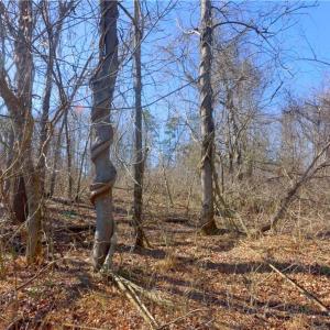 Photo #13 of 5 Roby Fulk, Pinnacle, NC 10.1 acres