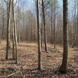 Photo #6 of 1200 Purcell, Reidsville, NC 64.9 acres