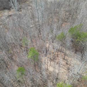 Photo #25 of 1200 Purcell, Reidsville, NC 64.9 acres
