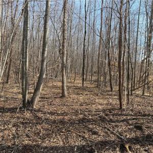 Photo #46 of 1200 Purcell, Reidsville, NC 64.9 acres