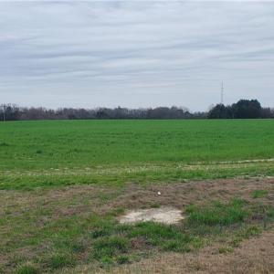 Photo #5 of 650 Farmers Market, Biscoe, NC 75.9 acres