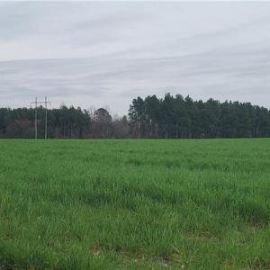 Photo #11 of 650 Farmers Market, Biscoe, NC 75.9 acres