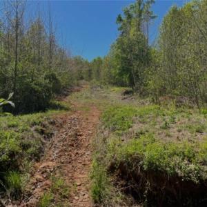 One of the many cut trails!