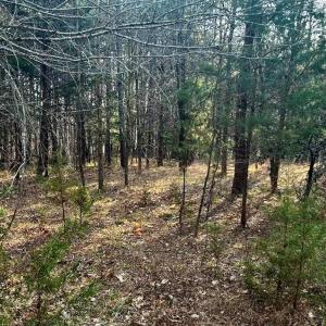 Photo #4 of 11.05 ACRES Elmore, Leasburg, NC 11.1 acres