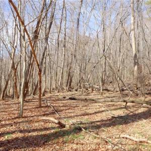 Photo #23 of 2482 Sisk, Lawsonville, NC 8.3 acres