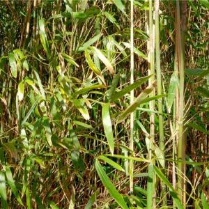 Photo #16 of 2482 Sisk, Lawsonville, NC 8.3 acres