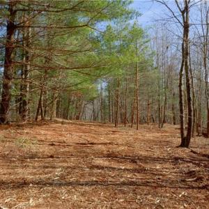 Photo #10 of 2482 Sisk, Lawsonville, NC 8.3 acres