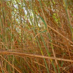 Photo #15 of 2482 Sisk, Lawsonville, NC 8.3 acres