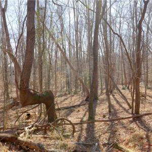 Photo #19 of 2482 Sisk, Lawsonville, NC 8.3 acres