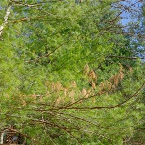 Photo #8 of 2482 Sisk, Lawsonville, NC 8.3 acres