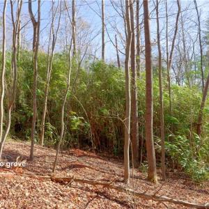 Photo #13 of 2482 Sisk, Lawsonville, NC 8.3 acres