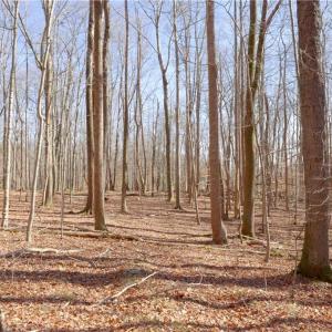 Photo #22 of 2482 Sisk, Lawsonville, NC 8.3 acres