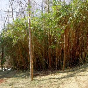 Photo #14 of 2482 Sisk, Lawsonville, NC 8.3 acres