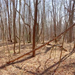 Photo #18 of 2482 Sisk, Lawsonville, NC 8.3 acres