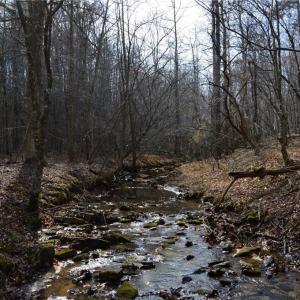 Photo #42 of 1284-1516 Tom Mix, Westfield, NC 95.0 acres