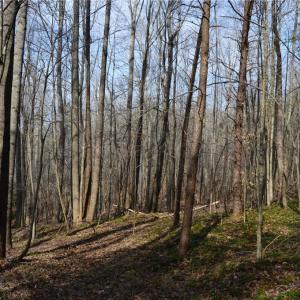 Photo #46 of 1284-1516 Tom Mix, Westfield, NC 95.0 acres