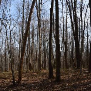 Photo #13 of 1284-1516 Tom Mix, Westfield, NC 95.0 acres