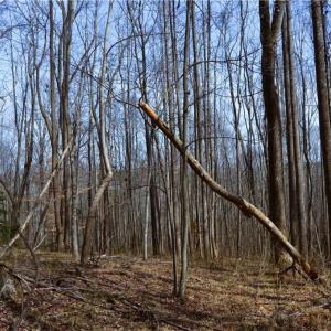 Photo #16 of 1284-1516 Tom Mix, Westfield, NC 95.0 acres