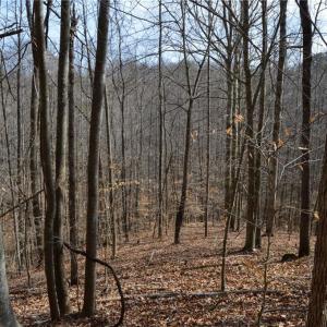 Photo #22 of 1284-1516 Tom Mix, Westfield, NC 95.0 acres