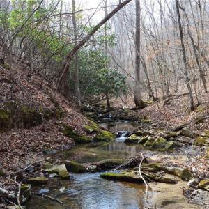 Photo #41 of 1284-1516 Tom Mix, Westfield, NC 95.0 acres