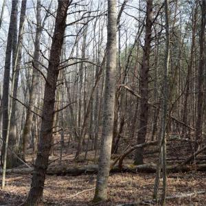 Photo #45 of 1284-1516 Tom Mix, Westfield, NC 95.0 acres