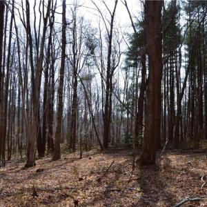 Photo #15 of 1284-1516 Tom Mix, Westfield, NC 95.0 acres