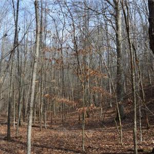 Photo #44 of 1284-1516 Tom Mix, Westfield, NC 95.0 acres