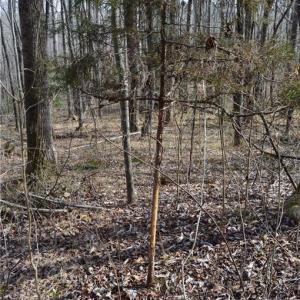Photo #17 of 1284-1516 Tom Mix, Westfield, NC 95.0 acres