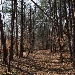 Photo #47 of 1284-1516 Tom Mix, Westfield, NC 95.0 acres