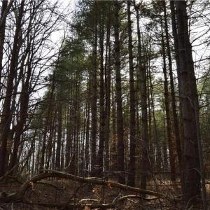 Photo #12 of 1284-1516 Tom Mix, Westfield, NC 95.0 acres