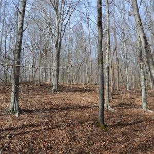 Photo #26 of 1284-1516 Tom Mix, Westfield, NC 95.0 acres