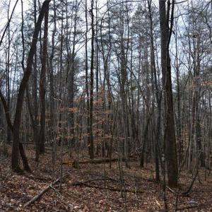 Photo #32 of 1284-1516 Tom Mix, Westfield, NC 95.0 acres