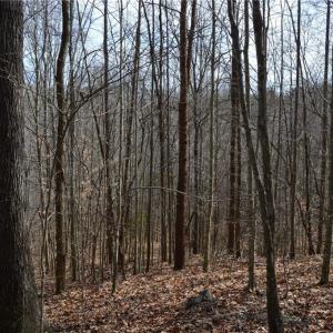 Photo #20 of 1284-1516 Tom Mix, Westfield, NC 95.0 acres