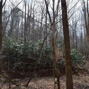 Photo #24 of 1284-1516 Tom Mix, Westfield, NC 95.0 acres