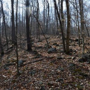 Photo #30 of 1284-1516 Tom Mix, Westfield, NC 95.0 acres