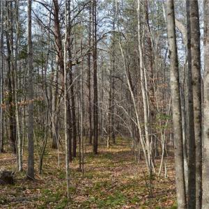 Photo #34 of 1284-1516 Tom Mix, Westfield, NC 95.0 acres