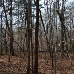 Photo #33 of 1284-1516 Tom Mix, Westfield, NC 95.0 acres