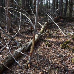 Photo #14 of 1284-1516 Tom Mix, Westfield, NC 95.0 acres