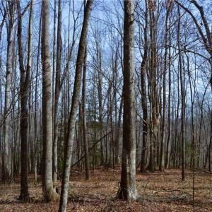 Photo #18 of 1284-1516 Tom Mix, Westfield, NC 95.0 acres