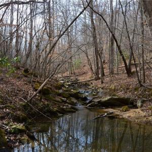 Photo #37 of 1284-1516 Tom Mix, Westfield, NC 95.0 acres