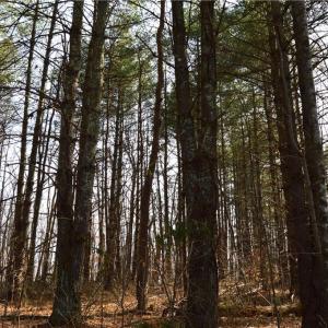 Photo #11 of 1284-1516 Tom Mix, Westfield, NC 95.0 acres