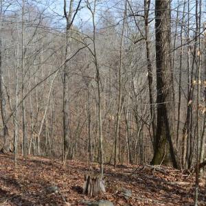 Photo #19 of 1284-1516 Tom Mix, Westfield, NC 95.0 acres