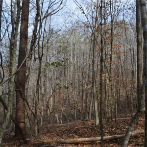 Photo #35 of 1284-1516 Tom Mix, Westfield, NC 95.0 acres